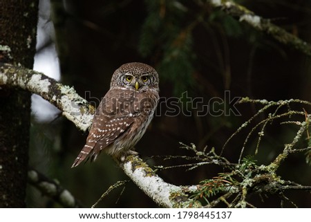 Small predator Eurasian Pygmy Owl, Glaucidium passerinum sitting on a branch and staring at a trespasser in Estonian boreal forest.