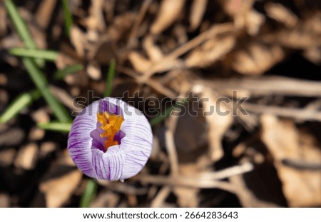 Small pruple crocus opening in the spring. 