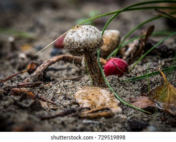 Small Puffball Mushroom Tulostoma Commonly Known As Stalkballs (tulostoma Fimbriatum)