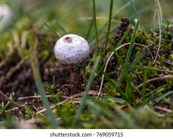 Small Puffball Mushroom Tulostoma Commonly Known As Stalkballs