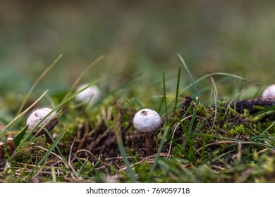 Small Puffball Mushroom Tulostoma Commonly Known As Stalkballs