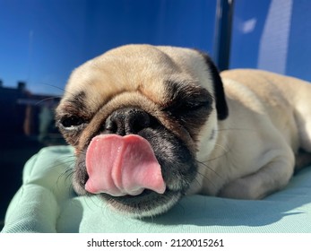 Small Pug Breed Dog Lying On The Terrace, Relaxing In The Sun. Dog Licking.