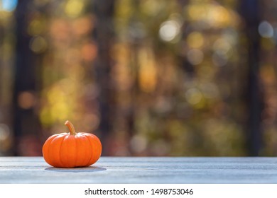 Small pumpkin outside on a fall forest background