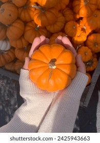 Small Pumpkin in Woman's Hands with Sweater