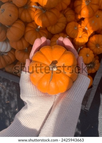 Small Pumpkin in Woman's Hands with Sweater