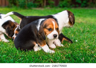 Small Puppies Of The Beagle Breed. Many Puppies On The Background Of Blurred Green Grass.