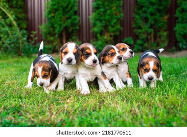 Small Puppies Of The Beagle Breed. Many Puppies On The Background Of Blurred Green Grass.