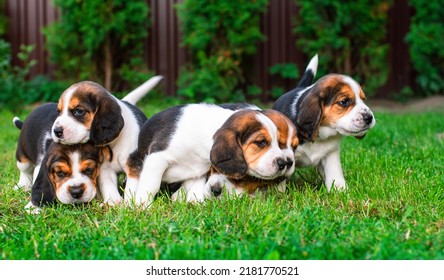 Small Puppies Of The Beagle Breed. Many Puppies On The Background Of Blurred Green Grass.