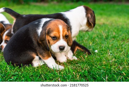 Small Puppies Of The Beagle Breed. Many Puppies On The Background Of Blurred Green Grass.