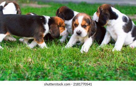 Small Puppies Of The Beagle Breed. Many Puppies On The Background Of Blurred Green Grass.