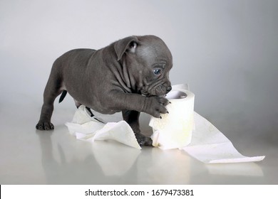 a small puppy of the American Bully breed , plays bites and nibbles toilet paper, does not worry does not panic for the epidemic , the virus and the shortage of toilet paper.