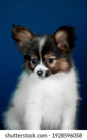 Papillon High Res Stock Images Shutterstock