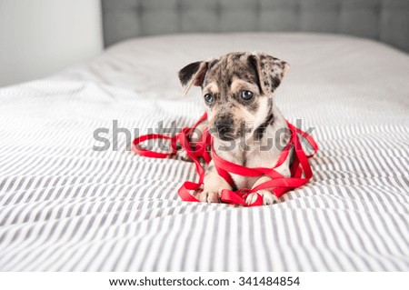 Small Puppy with Christmas Decorations