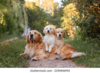 a small puppy dog golden retriever labrador sits in summer in a field an adult dog golden retriever on the road at sunset. Dog for a walk in the field. Dog is man's best friend - Shutterstock ID 2190446945