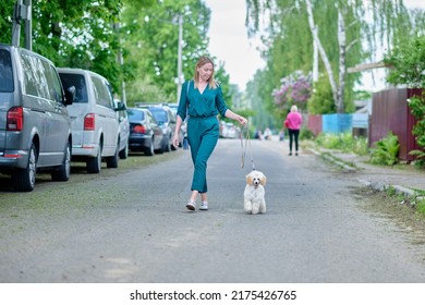 A Small Puppy Of A Dwarf Poodle Walks Next To A Woman On A Walk.