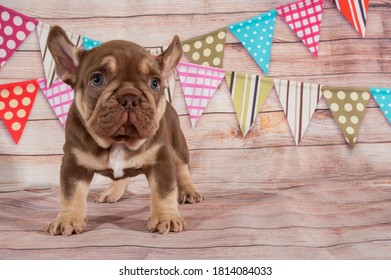 Bulldog Francais Images Stock Photos Vectors Shutterstock