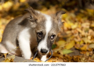 A Small Puppy With A Guilty Look In A Fallen Leaf.