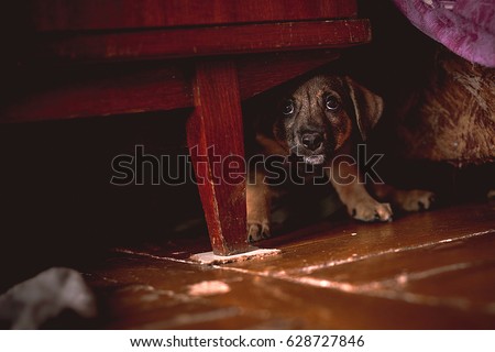 Small Puppy Hiding Under Wardrobe