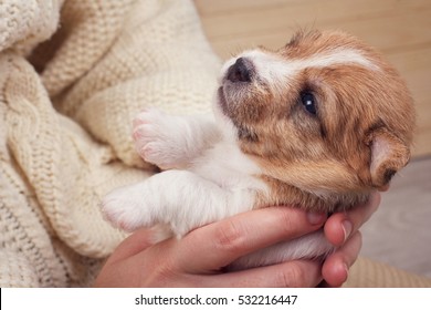 Small Puppy Looking Up While Woman Holding Cute Dog. Little Pet Taking Rest At Cozy Home.  Owner And His New Friend.