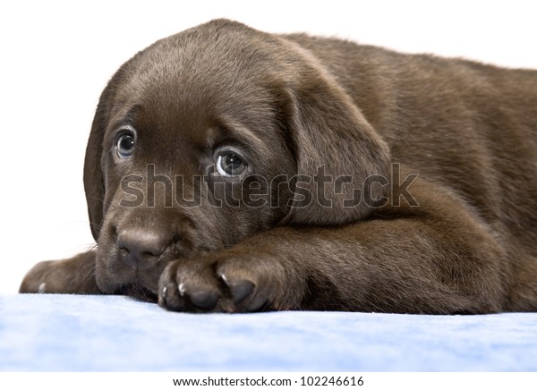 Small Puppy Lying On Blue Mat Stock Photo (Edit Now) 102246616