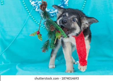 Small puppy on a blue background and a spruce branch - Powered by Shutterstock