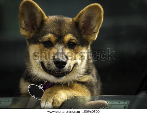 Small puppy with paw on car window looking out open\
car window at stop light