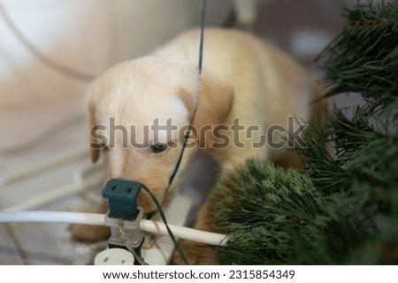 Small puppy play with house electrical cables close up view