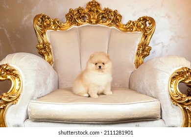 Small puppy of pomeranian spitz dog sitting on golden armchair in royal palace