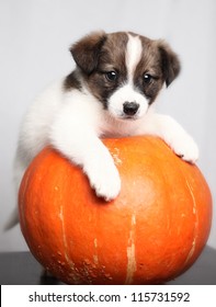 small puppy and pumpkin
