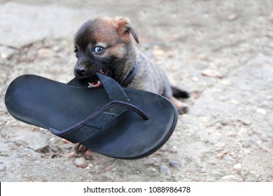 Small Puppy With Shoes In The Teeth