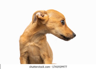 Small Puppy In White Background. Caramel Mutt Dog Isolated, Looking At Something