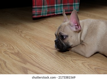 A Small Purebred Beige Bulldog With Beautiful Black Nose And Big Years Slipping On The Structured Surface Of Beige Wooden Floor At The Farm House. No People Photography. Sad Mood.