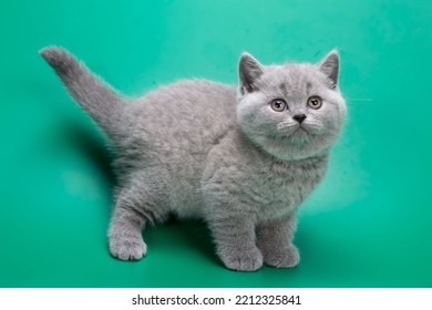 4,438 Cat Side Pose Images, Stock Photos & Vectors 