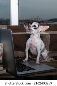 A Small Purebred Puppy Of White Chihuahua Dog With Funny Muzzle Wears In Modern Office Eyeglasses Sits Looking To The Laptop Near The Window At The School Office Posing Waiting For The Fist Lesson.