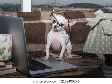 A Small Purebred Puppy Of White Chihuahua Dog With Funny Muzzle Wears In Modern Office Eyeglasses Sits Looking To The Laptop Near The Window At The School Office And Posing To The Camera