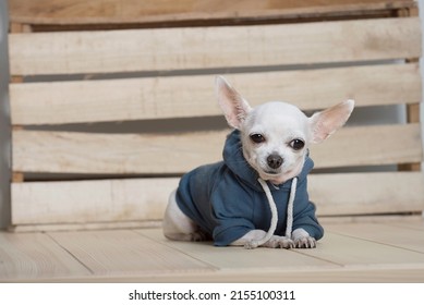 A small purebred white chihuahua dog with funny muzzle wears in warm blue suit for walking in winter sits next to the wooden wall at the alpine farm house and posing to the camera.