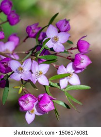 Small purple Boronia Pinnata  flowers on a bush in the National Park near Patonga and Pearl Beach on the Central Coast of NSW, Australia.
