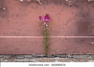 Small Purple Flower Growing Out Of A Crack In The Sidewalk, Against An Old Pink Wall