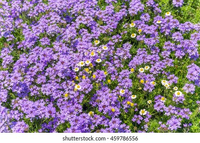 Small Purple Flowers Grass Texture Stock Photo 459786556 | Shutterstock