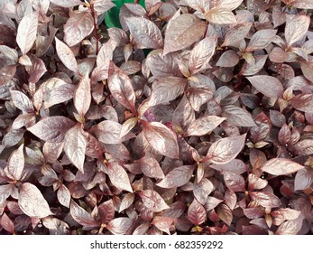 small purple leaf