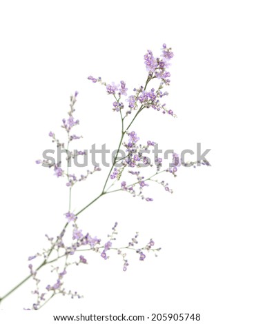small purple limonium flowers isolated on white background