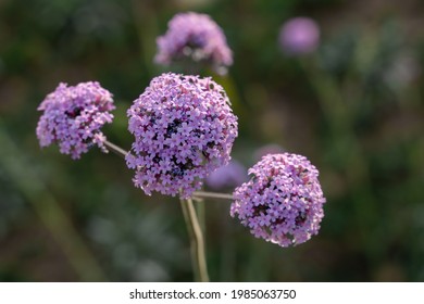 Small purple round flowers, garden ball leek, blooming in garden. Blur bokeh green background. Copy space