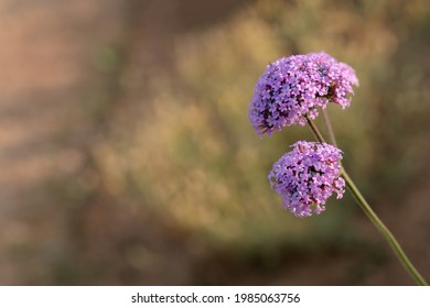 Small purple round flowers, garden ball leek, blooming in garden. Blur bokeh background with sunlight. Copy space