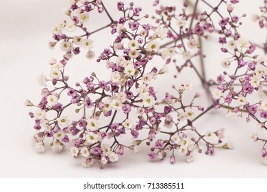 Purple Baby Breath High Res Stock Images Shutterstock