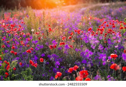 Small purple wildflowers of Consolida regalis and red poppies in spring meadow. Concept of the ecology. Gorgeous photo wallpaper. Natural pattern image. Agricultural area Ukraine. Beauty of the earth. - Powered by Shutterstock