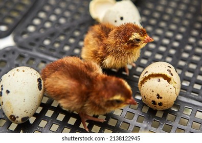 A small quail stands among the Chicks and eggs in the incubator. Poultry farm and egg production - Shutterstock ID 2138122945