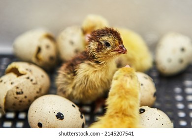 A small quail stands among the Chicks and eggs in the incubator. Poultry farm and egg production - Shutterstock ID 2145207541