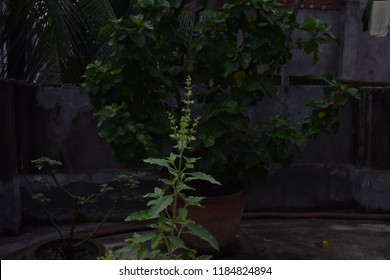 small quora tree