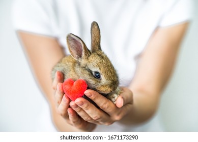 A Small Rabbit And A Heart In Human Hands. The Concept Of Love , Protection And Conservation Of Animals. Rabbit Close- Up On The Palm Of The Girl. Careful Attitude To Nature. Green Movement