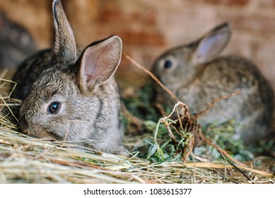 A Small Rabbit Sits On The Hay And Looks Warily Outside Of His Cell Against The Background Of Another Rabbit Out Of Focus. Concert Eco-meat.